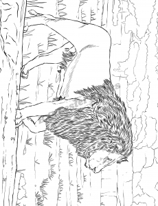 Safari Animals Coloring Book