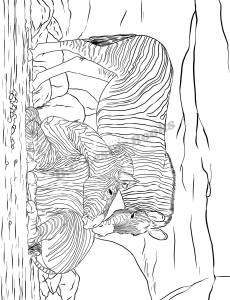 Safari Animals Coloring Book