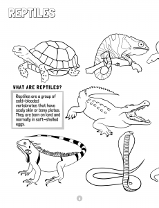 Animals Of The World Activity Book