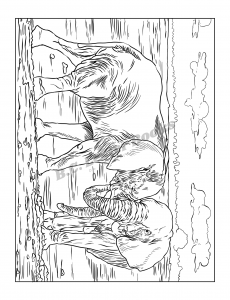 Safari Animals Coloring Book