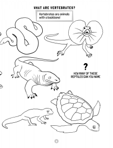 Animals Of The World Activity Book